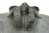 Impressive Scotoharpes Trilobite - Boudib, Morocco #244260-2